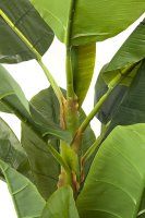 Vorschau: Deko Pflanze Banana Tree 180cm Vorschau: Deko Pflanze Banana Tree 180cm