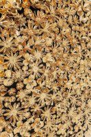 Vorschau: Deko Rahmen Gold Flower Vorschau: Deko Rahmen Gold Flower